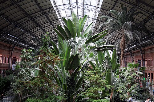 Jardin tropical de la gare d'Atocha (Jardín Tropical de Atocha), Madrid, Communauté de Madrid — photo 1