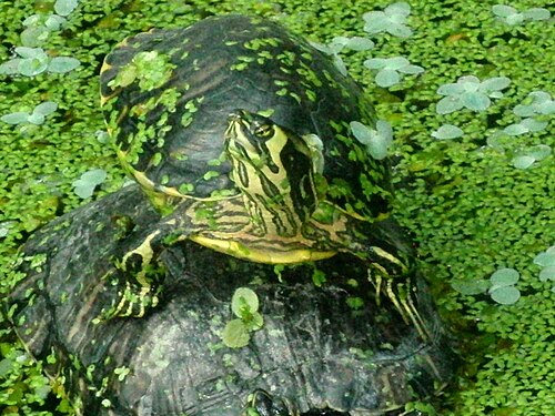 Jardin tropical de la gare d'Atocha (Jardín Tropical de Atocha), Madrid, Communauté de Madrid — TORTUGAS