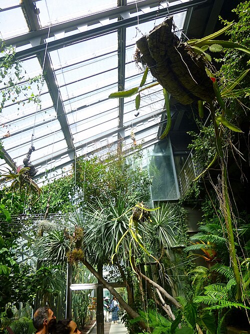 Invernaderos des Real Jardín Botánico (Graells-Gewächshaus und Santiago-Castroviejo-Gewächshaus), Madrid, Autonome Gemeinschaft Madrid — Invernadero Santiago Castroviejo Bolívar, Real Jardín Botánico de Madrid