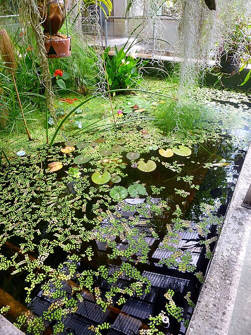Invernaderos des Real Jardín Botánico (Graells-Gewächshaus und Santiago-Castroviejo-Gewächshaus), Madrid, Autonome Gemeinschaft Madrid — Invernaderos des Real Jardín Botánico — Ansicht 2
