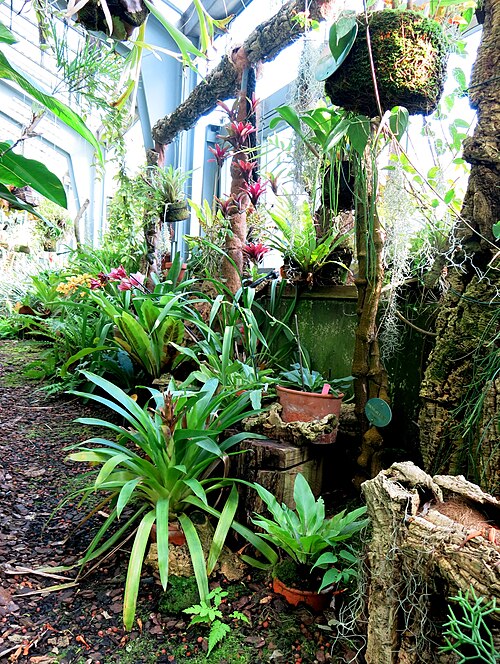 Invernaderos des Real Jardín Botánico (Graells-Gewächshaus und Santiago-Castroviejo-Gewächshaus), Madrid, Autonome Gemeinschaft Madrid — el Real Jardín Botánico de Madrid