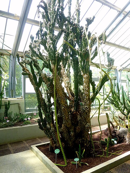 Invernaderos des Real Jardín Botánico (Graells-Gewächshaus und Santiago-Castroviejo-Gewächshaus), Madrid, Autonome Gemeinschaft Madrid — Invernaderos des Real Jardín Botánico — Ansicht 4