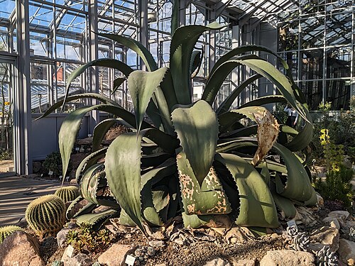 Gruson-Gewächshäuser (Gruson Greenhouses), Magdeburg, Saxony-Anhalt — Agave salmiana var. ferox