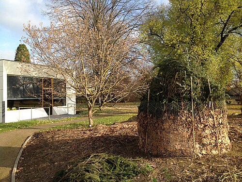 Serres du Jardin botanique de l'université Johannes-Gutenberg de Mayence, Mayence, Rhénanie-Palatinat — An olive tree has been prepared for winter. In the background the building of the "Grüne…