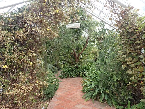 マラハイド城、タルボット植物園の温室群とヴィクトリア朝の温室, ダブリン県マラハイド — Inside the Victoria House in the Talbot Botanic Garden