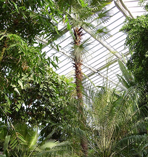 ルイーゼンパークの植物展示館（プフランツェンシャウハウス）, マンハイム、バーデン＝ヴュルテンベルク — ルイーゼンパークの植物展示館（プフランツェンシャウハウス） — 4枚目