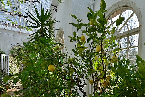 マッパートン庭園のオランジェリー, マッパートン、ビーミンスター近郊(ドーセット州) — Mapperton House: The orangery in the gardens