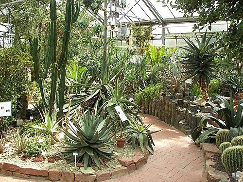 Schaugewächshäuser des Botanischen Gartens Marburg (Lahnberge), Marburg, Hessen — Neuer Botanischer Garten Marburg, Schaugewächshäuser, Sukkulentenhaus