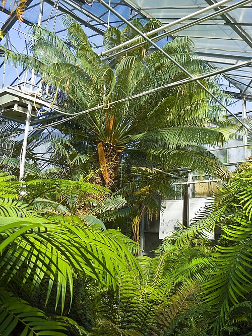 Schaugewächshäuser des Botanischen Gartens Marburg (Lahnberge), Marburg, Hessen — Neuer Botanischer Garten Marburg, Schaugewächshäuser, Farnhaus mit Farmen der Tropen.