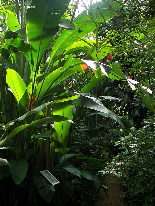 Schaugewächshäuser des Botanischen Gartens Marburg (Lahnberge), Marburg, Hessen — Neuer Botanischer Garten Marburg, Schaugewächshäuser, Tropenhaus