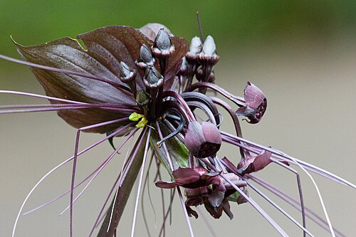 Masoala-Halle, Zürich — Fledermausblume ( Tacca chantrieri ); Masoala-Halle, Zoo Zürich
