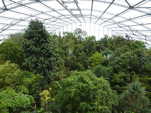 Masoala-Halle, Zürich — Intérieur de la serre du zoo de Zurich