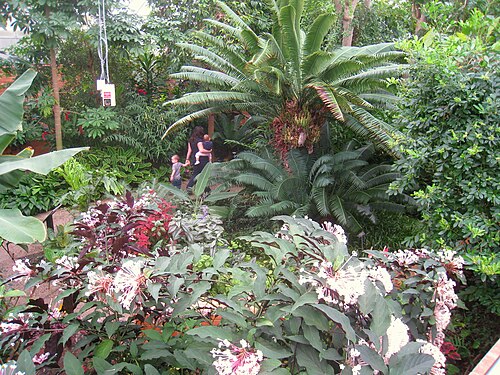 Matthaei Botanical Gardens Conservatory, Ann Arbor, Michigan — Matthaei Botanical Gardens Conservatory — Ansicht 1
