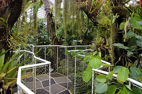 Plantenpaleis (Pflanzenpalast) des Botanischen Gartens Meise, Meise, Flämisch-Brabant — Canopy walkway, Palace of National Botanic Garden of Belgium, Meise, 2020