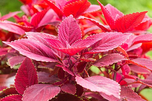 Glashaus (serre tropicale) des Jardins du château de Trauttmansdorff, Merano, Haut-Adige — Coleus scutellarioides Rediculous dans les jardins du château de Trauttmansdorff