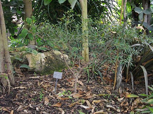 メス植物園の温室, モンティニー＝レ＝メス、グラン・テスト — Ficus nerifolia , greenhouse of the botanical garden of Metz (France), june 2012
