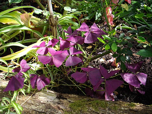 メス植物園の温室, モンティニー＝レ＝メス、グラン・テスト — Oxalis triangularis , greenhouse of the botanical garden of Metz (France), august 2011