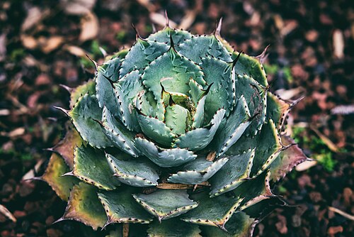 Invernadero Faustino Miranda (Jardín Botánico de l'UNAM), Mexico, Ciudad Universitaria (Coyoacán) — Faustino Miranda Botanical Garden, Ciudad de México, Mexico