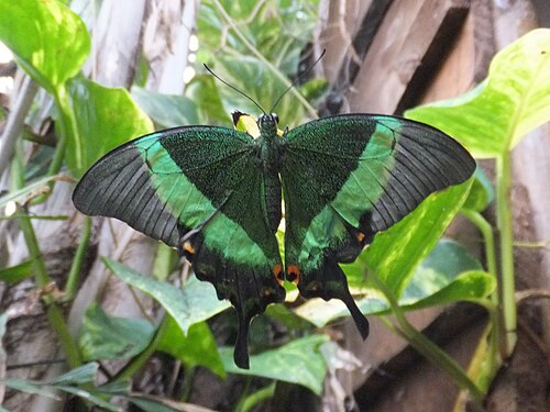 Butterfly Arc (Casa delle Farfalle), Montegrotto Terme, Montegrotto Terme (Provinz Padua), Venetien — A female emerald swallowtail ( Papilio palinurus ) in the butterfly house of Butterfly…
