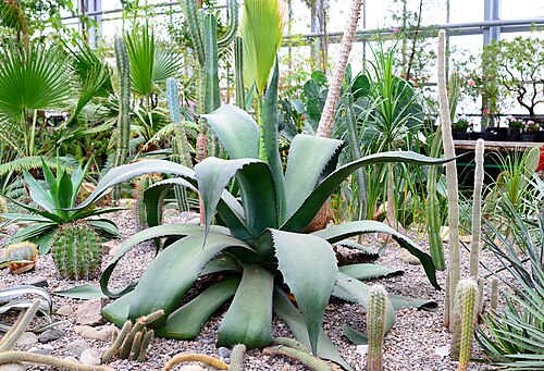 ツィーツィン主植物園のフォンドヴァヤ・オランジェリー（コレクション用オランジェリー）, モスクワ — ツィーツィン主植物園のフォンドヴァヤ・オランジェリー（コレクション用オランジェリー） — 2枚目