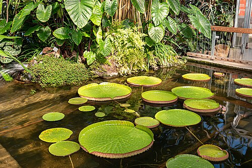ミュンスター植物園の温室群とオランジェリー, ノルトライン=ヴェストファーレン州ミュンスター — Botanischer Garten der Universität Münster