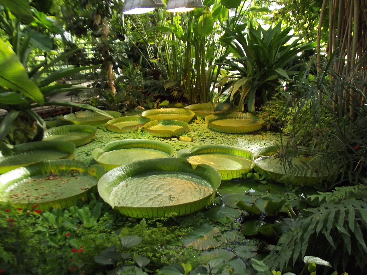 ミュンスター植物園の温室群とオランジェリー, ノルトライン=ヴェストファーレン州ミュンスター — Plant exhibited in a green house which is kept at Tropical temperature