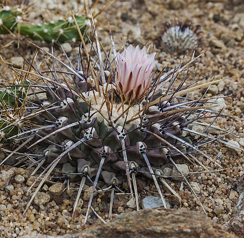 ミュンヘン・ニンフェンブルク植物園の温室群（Gewächshäuser）, バイエルン州ミュンヘン — Thelocactus tulensis , Munich Botanical Garden, Germany