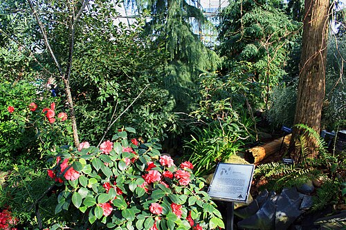 Muttart Conservatory, Edmonton — Various types of trees and shrubs of tropics