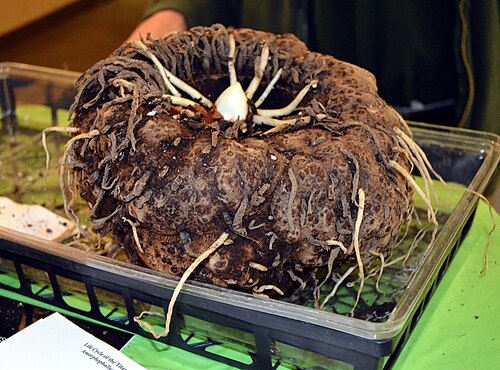 Muttart Conservatory, Edmonton — Corm of Amorphophallus titanum displayed at Muttart Conservatory, Edmonton, Alberta.