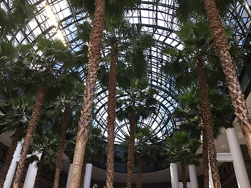 Winter Garden Atrium (Brookfield Place), Battery Park City, Manhattan, New York — The interior of the Winter Garden in April 2022
