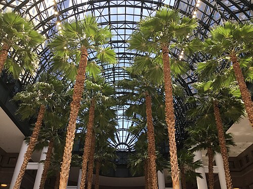 Winter Garden Atrium (Brookfield Place), Battery Park City, Manhattan, New York — The interior of the Winter Garden Atrium
