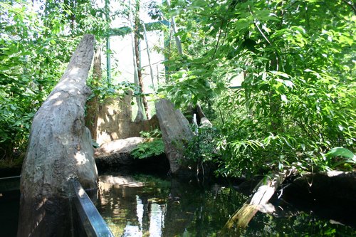Appalachian Cove und Cypress Swamp, glasgedeckte Lebensräume im Virginia Living Museum, Newport News, Virginia — photo 2