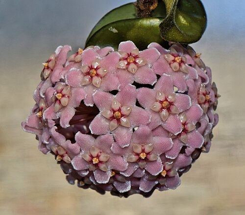 Niagara Parks Floral Showhouse, Niagara Falls, Ontario — The porcelainflower ( Hoya carnosa ) blooming in the Floral Showhouse, Niagara Falls…