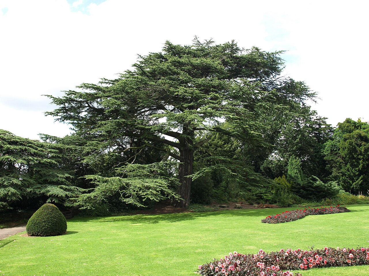 Camellia House de Wollaton Hall, Nottingham, Nottinghamshire — Cedar of Lebanon at Wollaton Hall