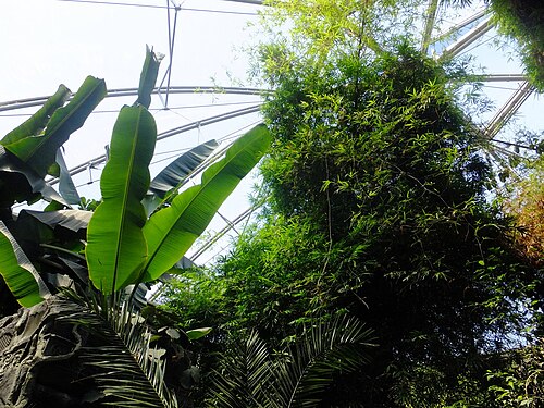 Grüne Pyramide, Zoo Nyíregyháza (Zöld Piramis: Esőerdőház und Óceanárium), Nyíregyháza (Sóstó), Komitat Szabolcs-Szatmár-Bereg — A Zöld Piramis belülről. Nyíregyházi Állatpark