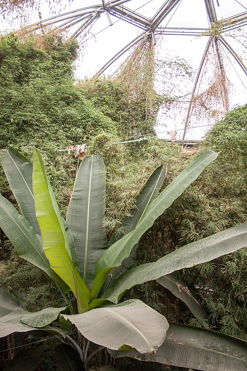 Grüne Pyramide, Zoo Nyíregyháza (Zöld Piramis: Esőerdőház und Óceanárium), Nyíregyháza (Sóstó), Komitat Szabolcs-Szatmár-Bereg — Green Pyramid, detail