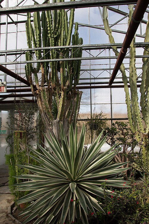 Städtisches Gewächshaus und Wintergarten von Oakville (Oakville Municipal Greenhouse and Conservatory), Oakville, Ontario — Städtisches Gewächshaus und Wintergarten von Oakville — Ansicht 2