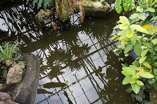 Städtisches Gewächshaus und Wintergarten von Oakville (Oakville Municipal Greenhouse and Conservatory), Oakville, Ontario — Städtisches Gewächshaus und Wintergarten von Oakville — Ansicht 4