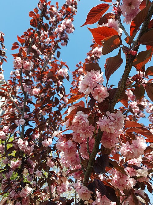 Historic Orangery, Botanical Garden of Odesa National University, Odesa, Odesa Oblast — Flowers.