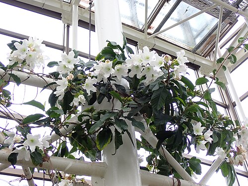 美ら島植物園(熱帯ドリームセンター), 沖縄県本部町 — 美ら島植物園(熱帯ドリームセンター) — 1枚目