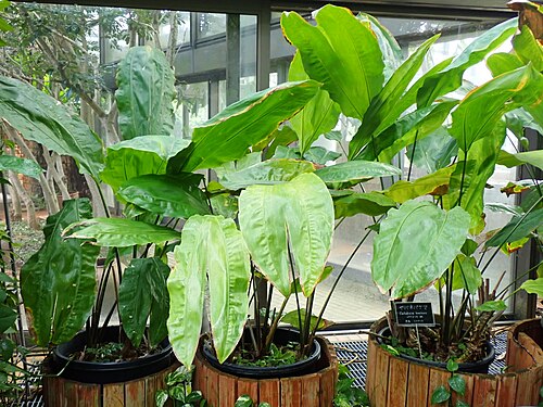 美ら島植物園(熱帯ドリームセンター), 沖縄県本部町 — 美ら島植物園(熱帯ドリームセンター) — 2枚目