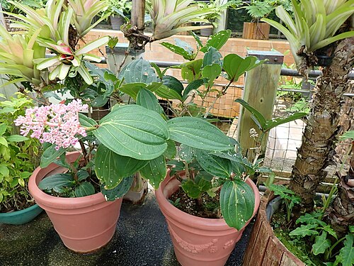 Tropical Dream Center (熱帯ドリームセンター), Motobu, préfecture d'Okinawa — サンゴノボタン（沖縄県本部町 熱帯ドリームセンター）