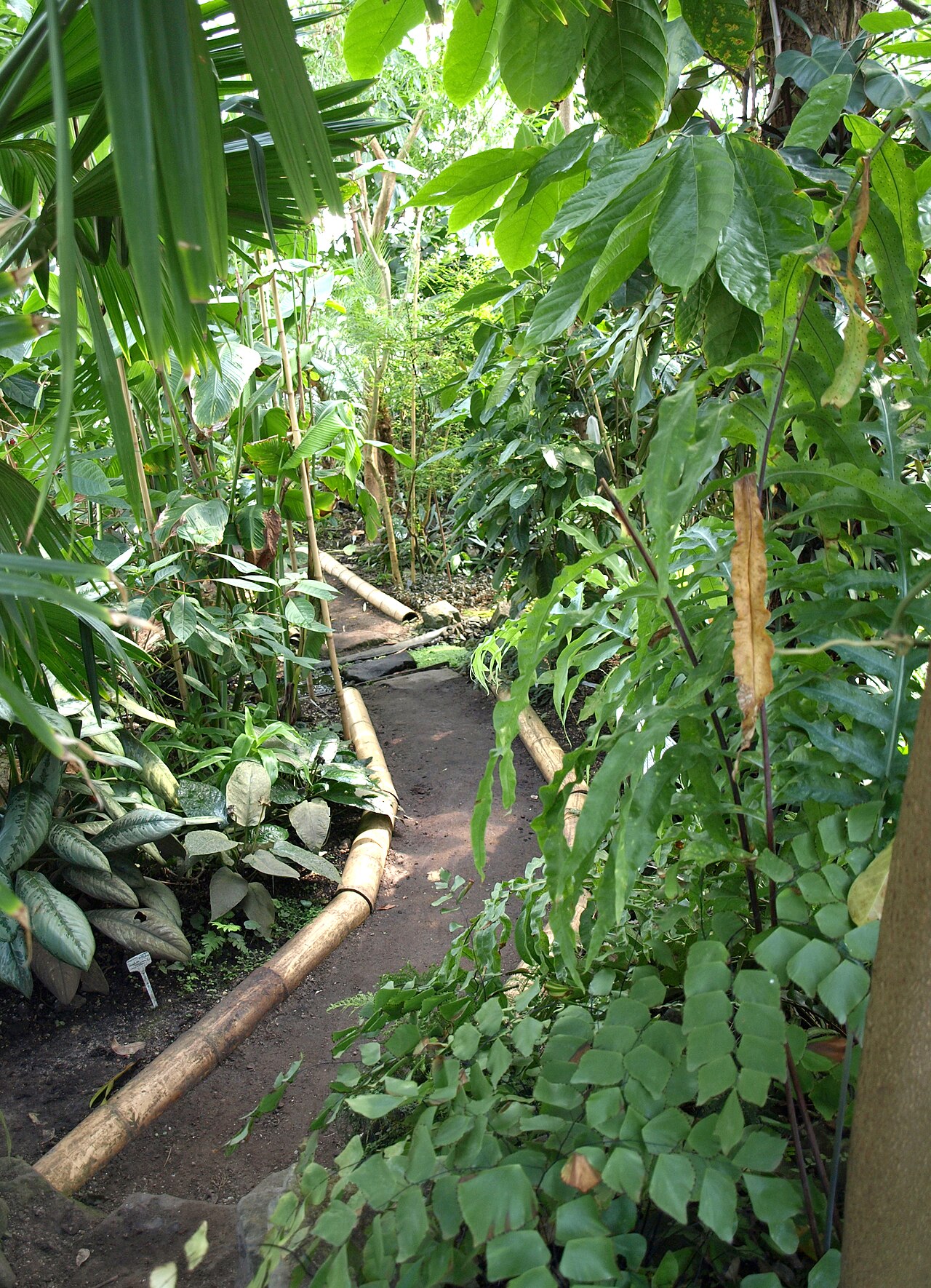 Tropenhaus und Subtropenhaus, Botanischer Garten der Universität Oldenburg, Oldenburg, Niedersachsen — Tropenhaus im Botanischen Garten Oldenburg (Carl von Ossietzky Universität Oldenburg)