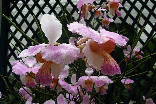 リオデジャネイロ植物園のオルキダリオ(ラン温室), リオデジャネイロ — Orchidee im botanischen Garten in Rio de Janeiro