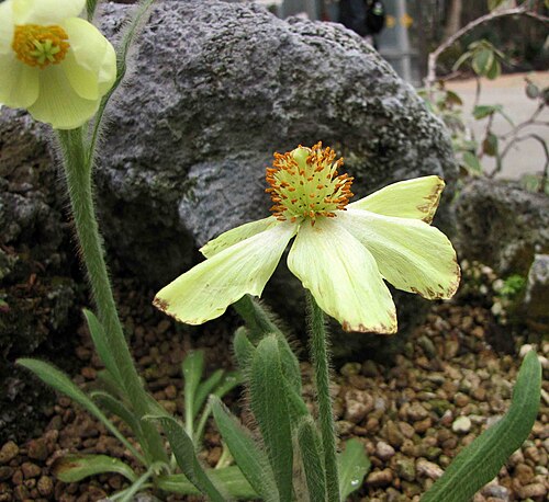 Sakuya Konohana Kan (咲くやこの花館), Tsurumi-ku, Osaka — 全緣葉綠絨蒿 Meconopsis integrifolia [日本大阪鮮花競放館 Osaka Sakuya Konohana Kan, Japan]