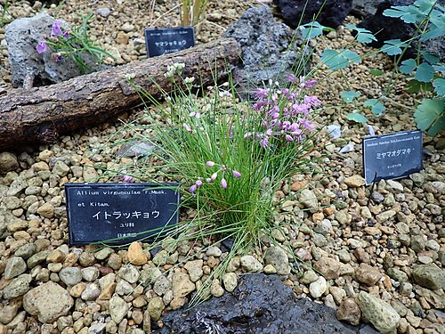 Sakuya Konohana Kan (咲くやこの花館), Tsurumi-ku, Osaka — イトラッキョウ(2024年11月 大阪市 咲くやこの花館)