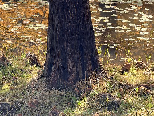 Serre Goutte d'eau de l'arboretum Mulhyanggi (물향기수목원 물방울온실), Osan (Sucheong-dong), Gyeonggi — 낙우송 뿌리혹