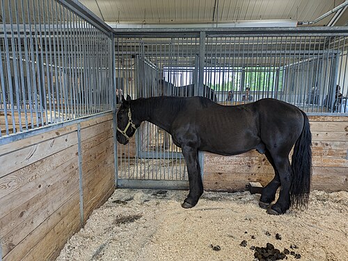 Serre tropicale de la Ferme expérimentale centrale, Ottawa, Ontario — A Canadian horse at the Central Experimental Farm, Ottawa, June 2023