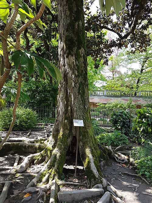 Serres du XIXe siècle de l'Orto Botanico de Padoue (Serre ottocentesche), Padoue, Vénétie — Orto botanico di Padova - magnolia
