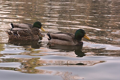 Palacio de Cristal, Retiro-Park, Madrid — Wild Ducks bathing in the Pond of Palacio de Cristal, Retiro Park, Madrid, Spain.